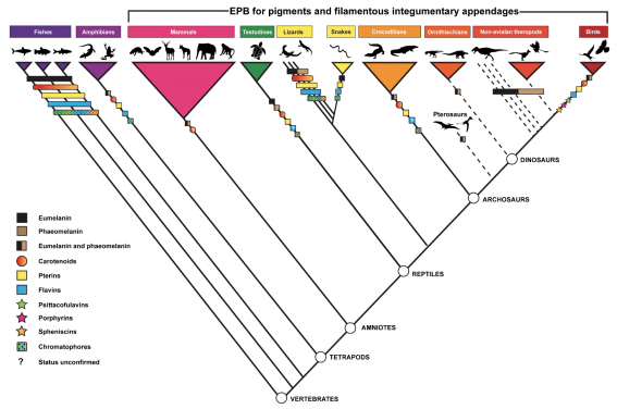 圖1. 各類脊椎動物中產生顏色的色素分佈。包括了魚、兩棲類、哺乳類、蜥蜴、蛇、鱷和已滅絕的主龍類，其中包括非鳥類恐龍和鳥類。虛線代表幹群；粗線代表冠群。